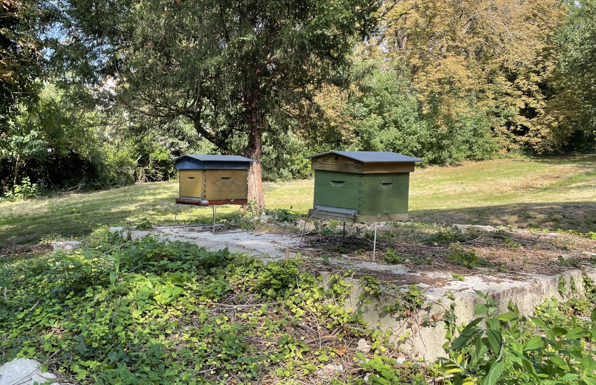 Ruches dans le parc de la Fondation des Artistes